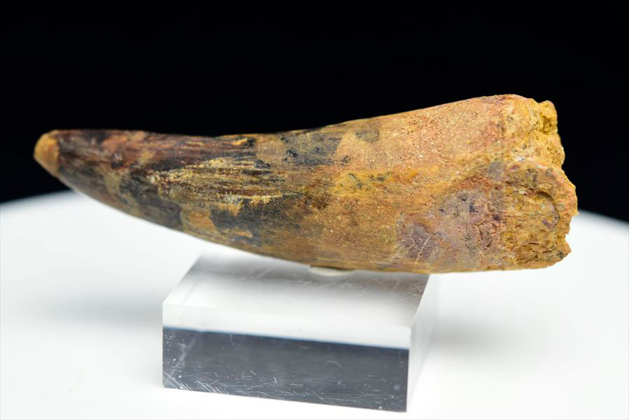 楽天市場】スピノサウルス 歯 化石 原石 Spinosaurus tooth【モロッコ