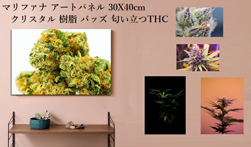 楽天市場】【マリファナ バッズ 420 カンナビス 麻 THC テトラヒドロ