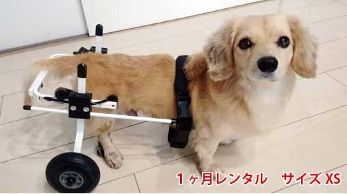 楽天市場】【1カ月レンタル延長】K9カート スタンダード 後脚サポート