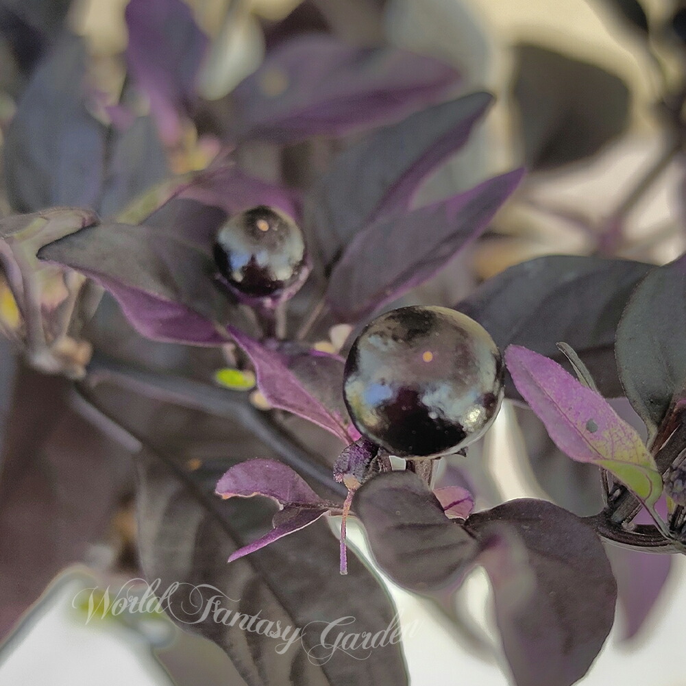 楽天市場】観賞用トウガラシ パープルフラッシュ1鉢 3.5号【お届け中