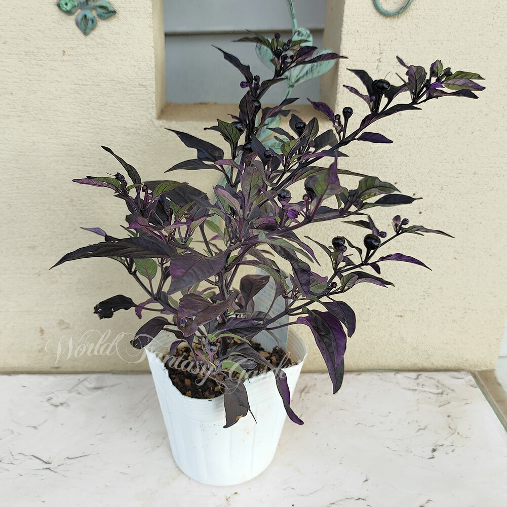 楽天市場】観賞用トウガラシ パープルフラッシュ1鉢 3.5号【お届け中