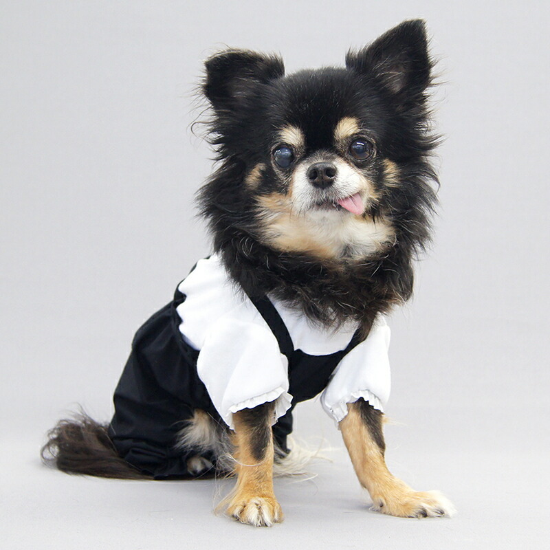 犬用ペット服 かぼちゃパンツ」の人気商品一覧 | 安い商品を通販サイト