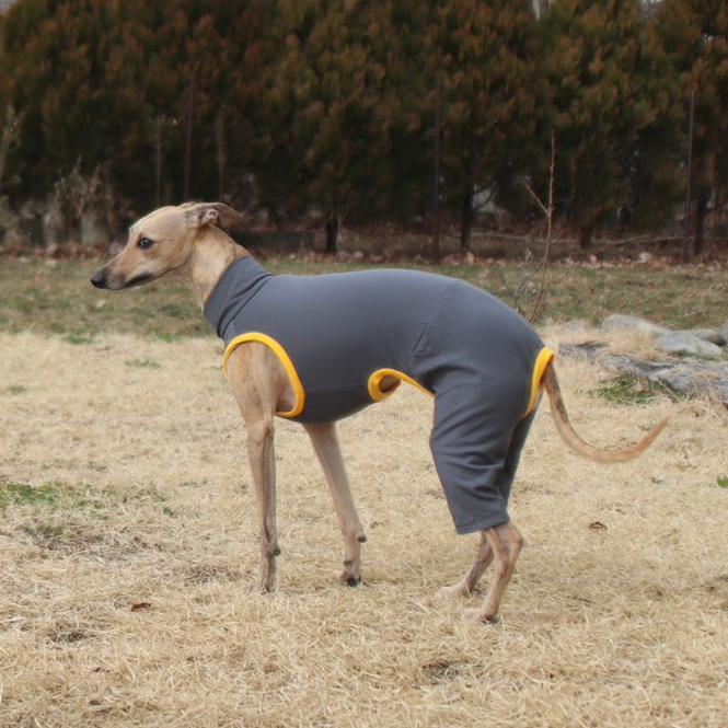 イタグレ ウィペット 浴衣 GIRLS イタグレ ウィペット 浴衣 GIRLS 犬