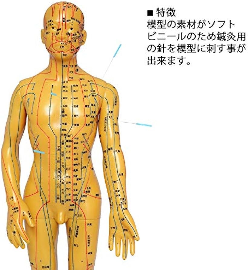 楽天市場】【楽天ランキング1位入賞】人体模型 ツボ 針灸 鍼灸経穴模型