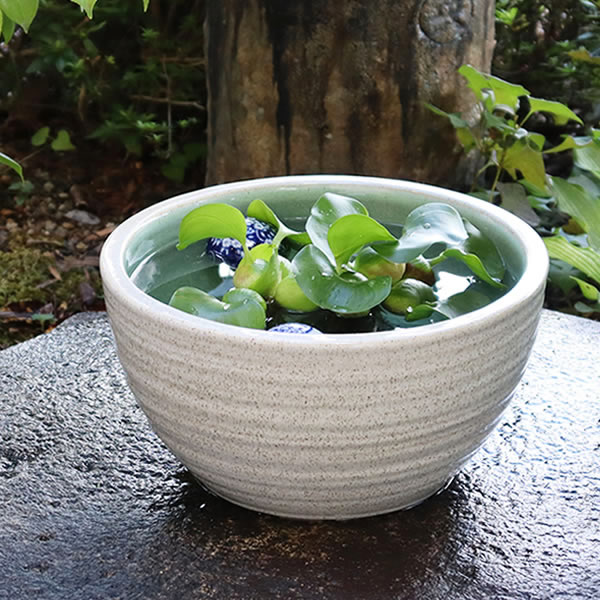 楽天市場】【今だけ限定10%OFFクーポン配布中】信楽焼 すいれん鉢