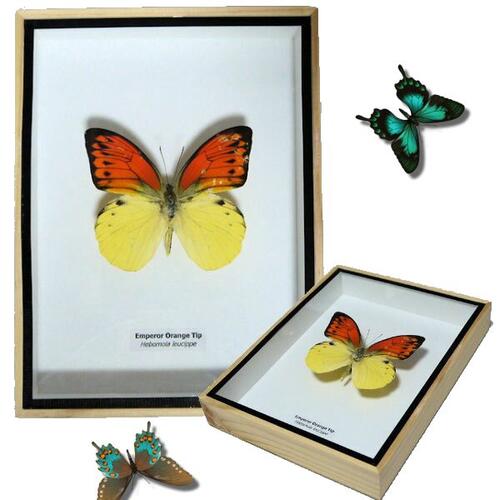 週末価格‼️ヒイロツマベニチョウ♂異常型標本☆アンボン島産☆稀異常