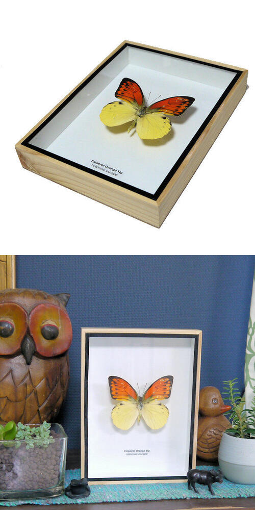 自然雑交種】デタニヒイロ×ヒイロツマベニチョウ♂♂標本☆ペレン島産