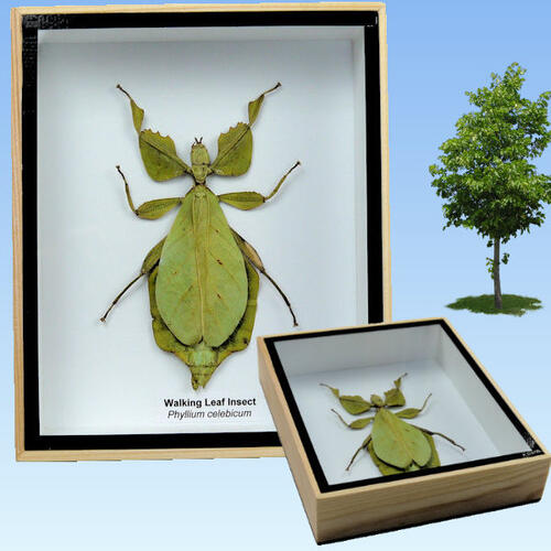 楽天市場】昆虫の標本 コノハムシ Phyllium celebicum Wakking leaf