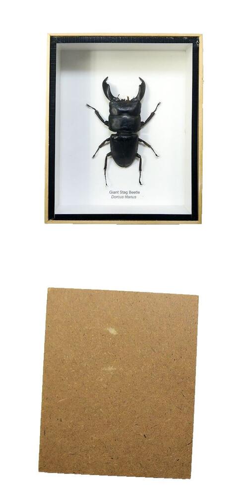 楽天市場】【宅配便送料無料】昆虫の標本 ヒラタクワガタ Dorcus