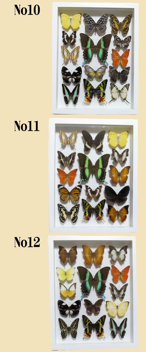 蝶の標本 15匹 木製フレーム 【公式通販】