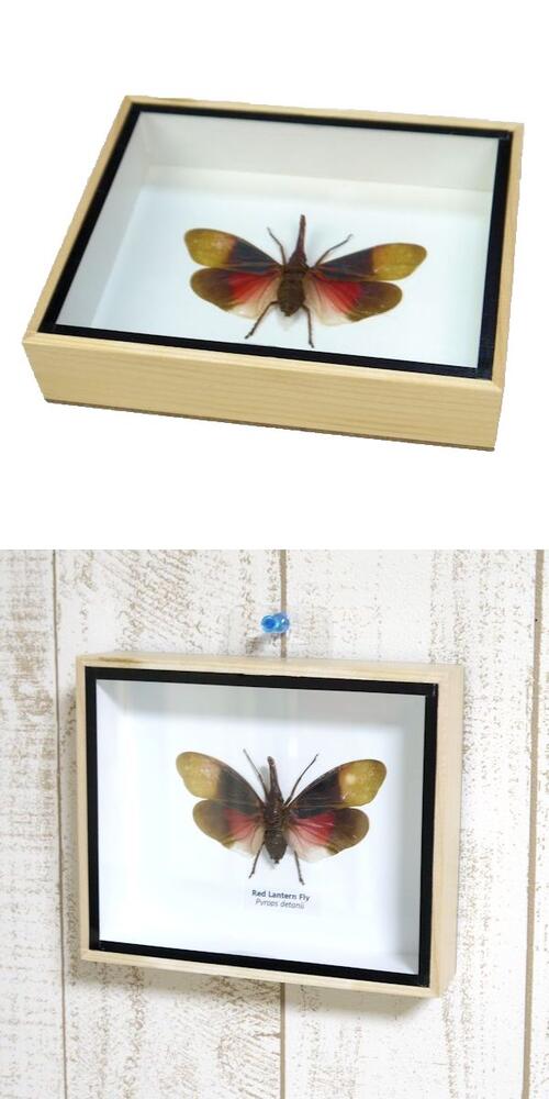 珍種 珍産地 ウィデマンニアフリカイボタ 蛾 標本 メルカリ 2026年最新