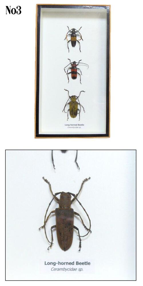 楽天市場】【あす楽】昆虫の標本 カミキリムシ 3匹セット : まんまる