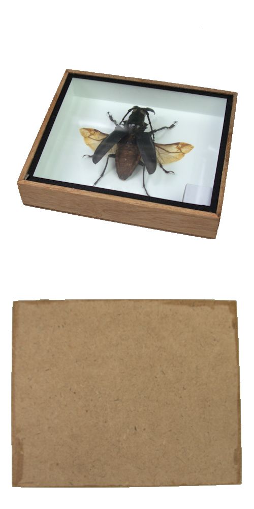 楽天市場】昆虫の標本 シャムオオキバノコギリカミキリ Dorysthenes