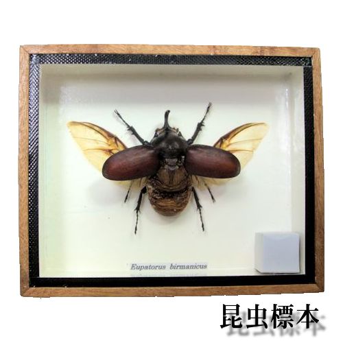 楽天市場】昆虫の標本 ビルマゴホンツノカブト Eupatorus birmanicus