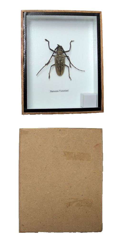 ツヤケシオニノコギリカミキリ 標本！大型！2 ツヤケシオニノコギリ