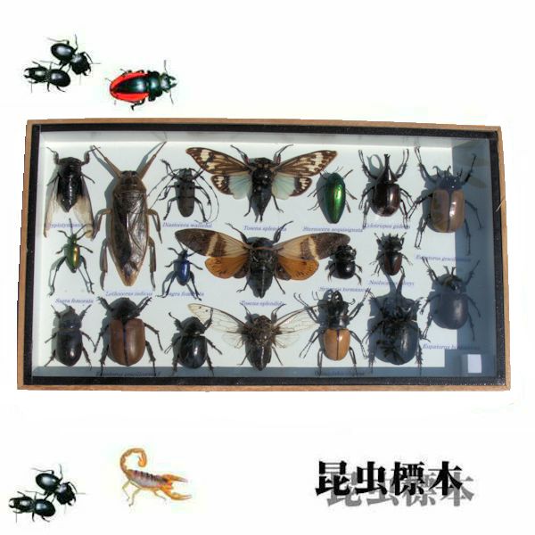 楽天市場】【宅配便送料無料】昆虫の標本 世界のクワガタなど 15〜25匹