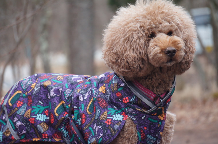 楽天市場】フィンランドのドッグブランド【Pomppa】【ポムッパ