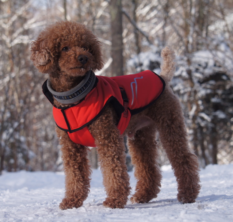 楽天市場】[Hakusan]ダウンジャケット【ゼロジャケット】中型犬用