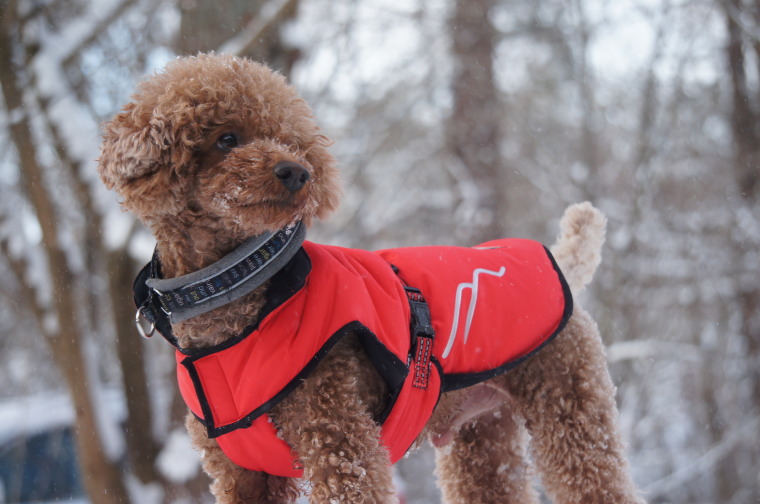 楽天市場】[Hakusan]ダウンジャケット【ゼロジャケット】小・中型犬用
