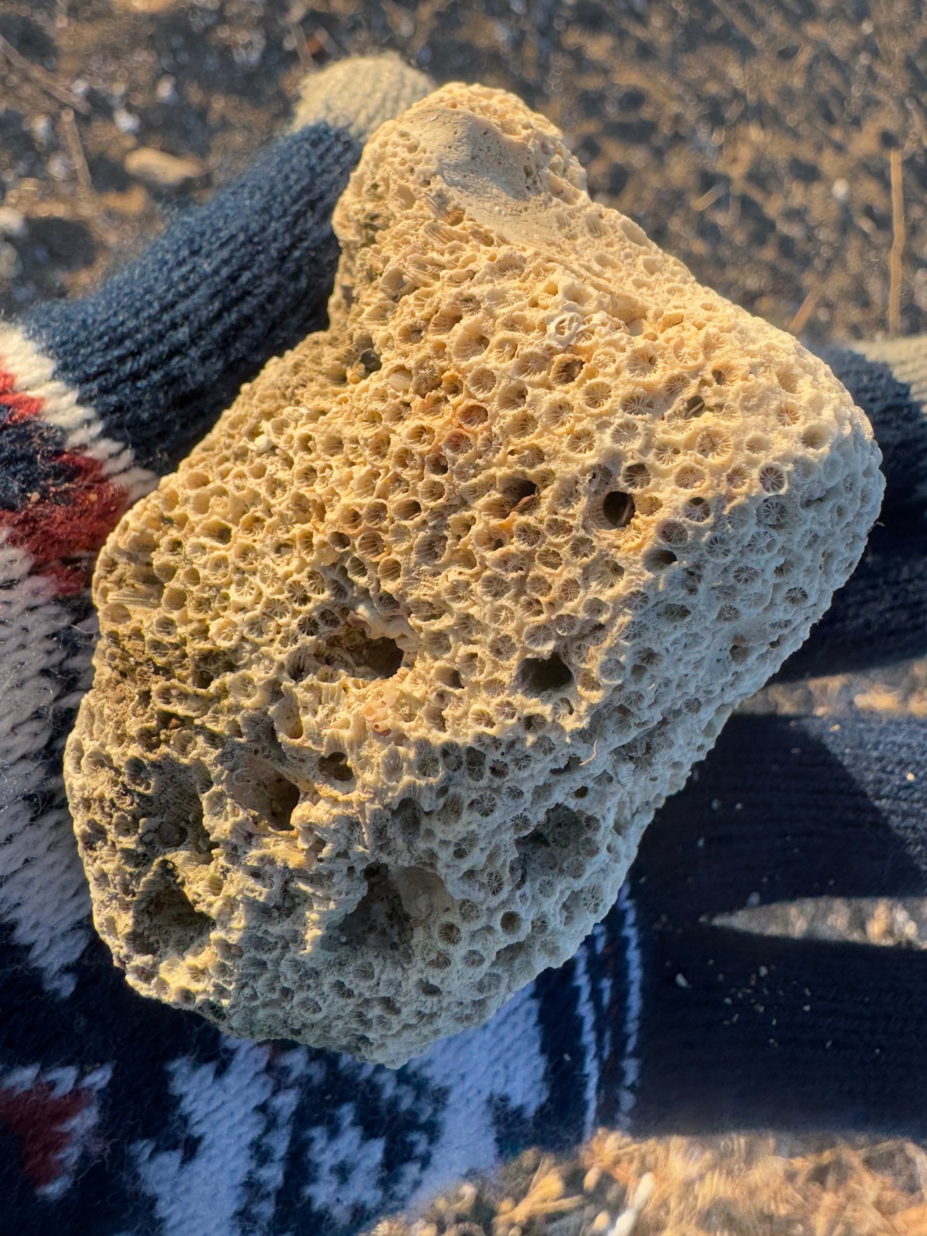 砂浜でよく見かける、この石のようなはサンゴのようです。