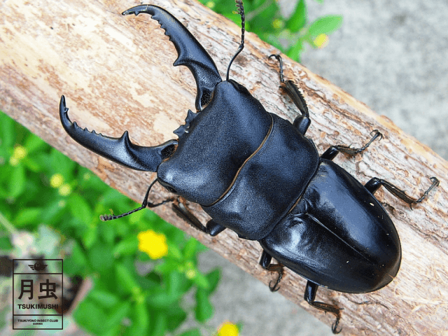 アルキデスヒラタクワガタのご紹介｜太すぎ！貫禄の分厚い胸回り！ | 月虫