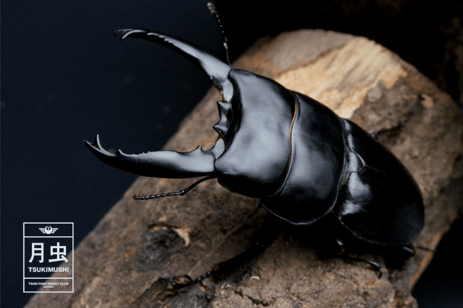 アルキデスヒラタクワガタのご紹介｜太すぎ！貫禄の分厚い胸回り！ | 月虫