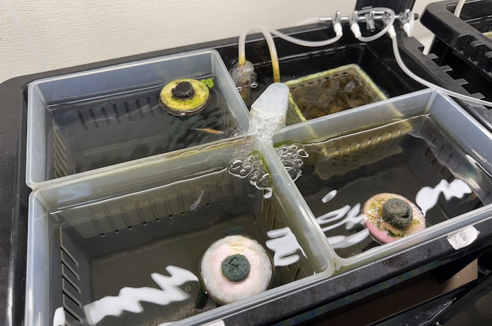 メダカ室内飼育】NVボックス13の特徴や使い方、話題のベジストッカーと