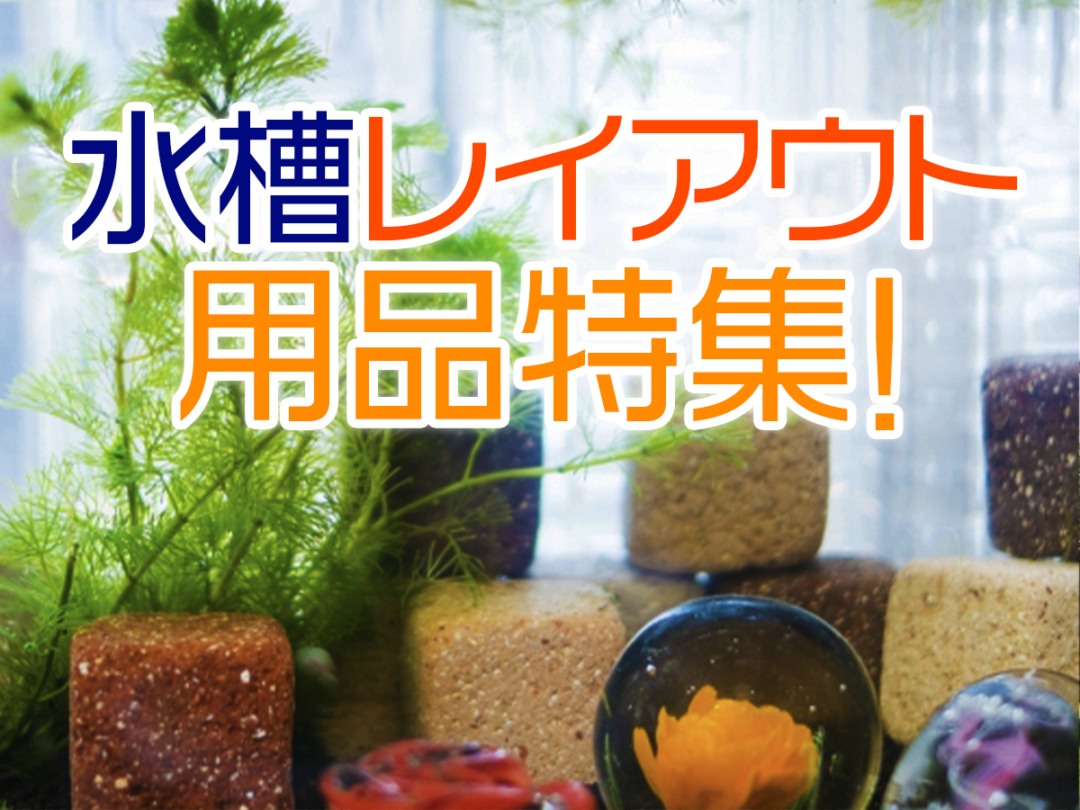 水槽レイアウト用品特集！流木や石以外の水槽用アクセサリーをご紹介し