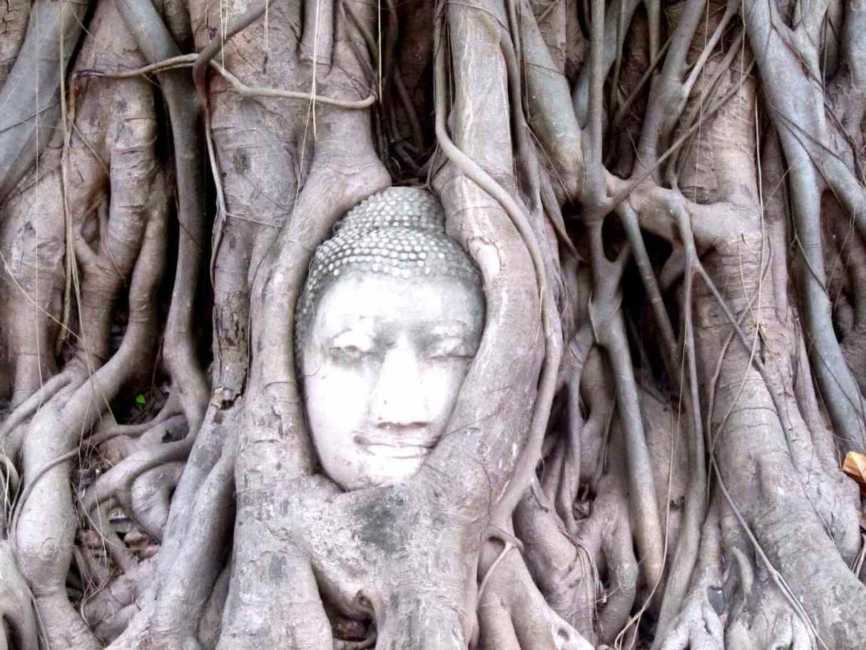 タイのアユタヤ公園にあるワットマハタート仏教寺院の古い木の根にある
