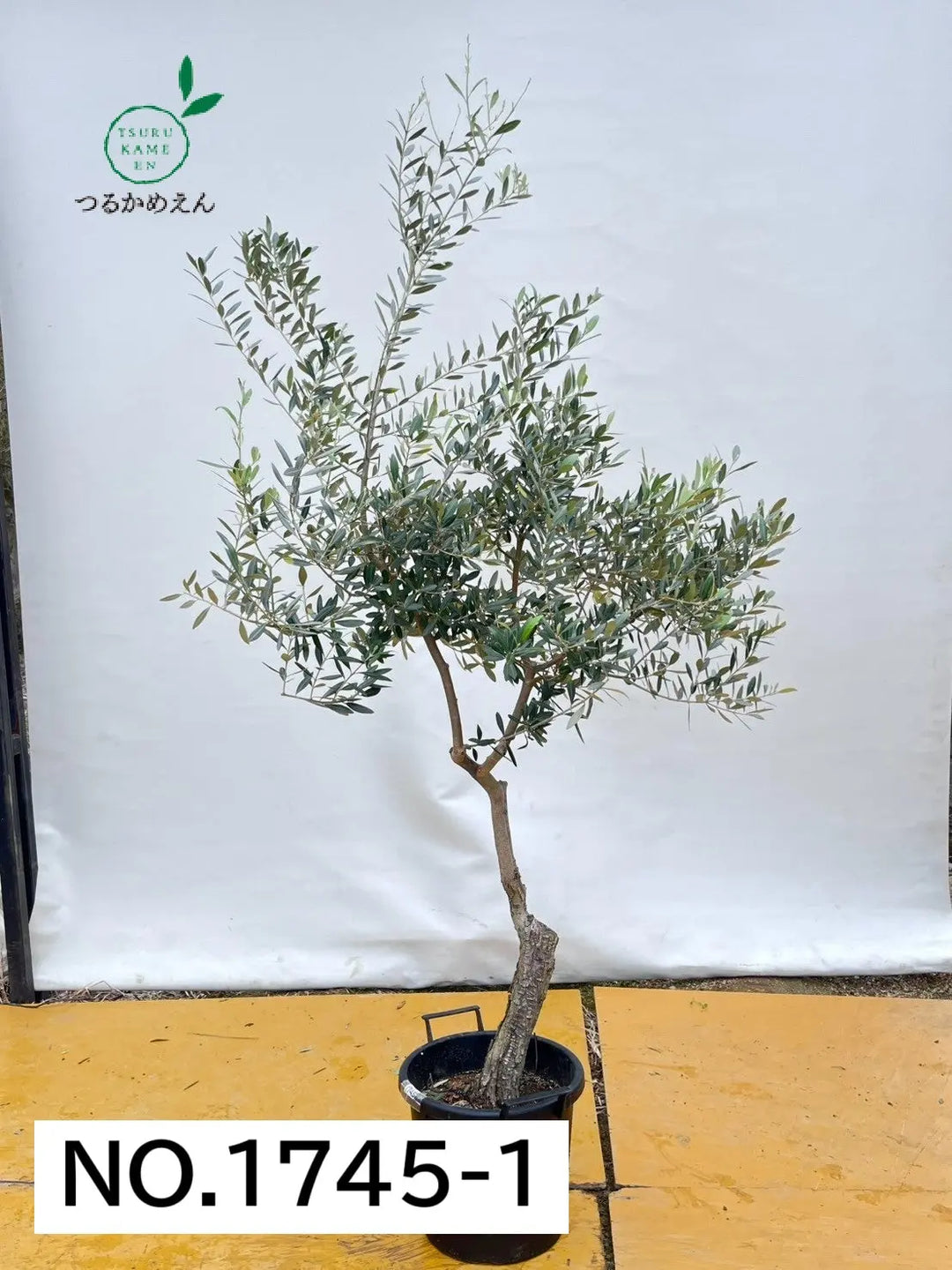 トレンツ リャド オリーブの樹 額装品 ホアキン・トレンツ・リャド