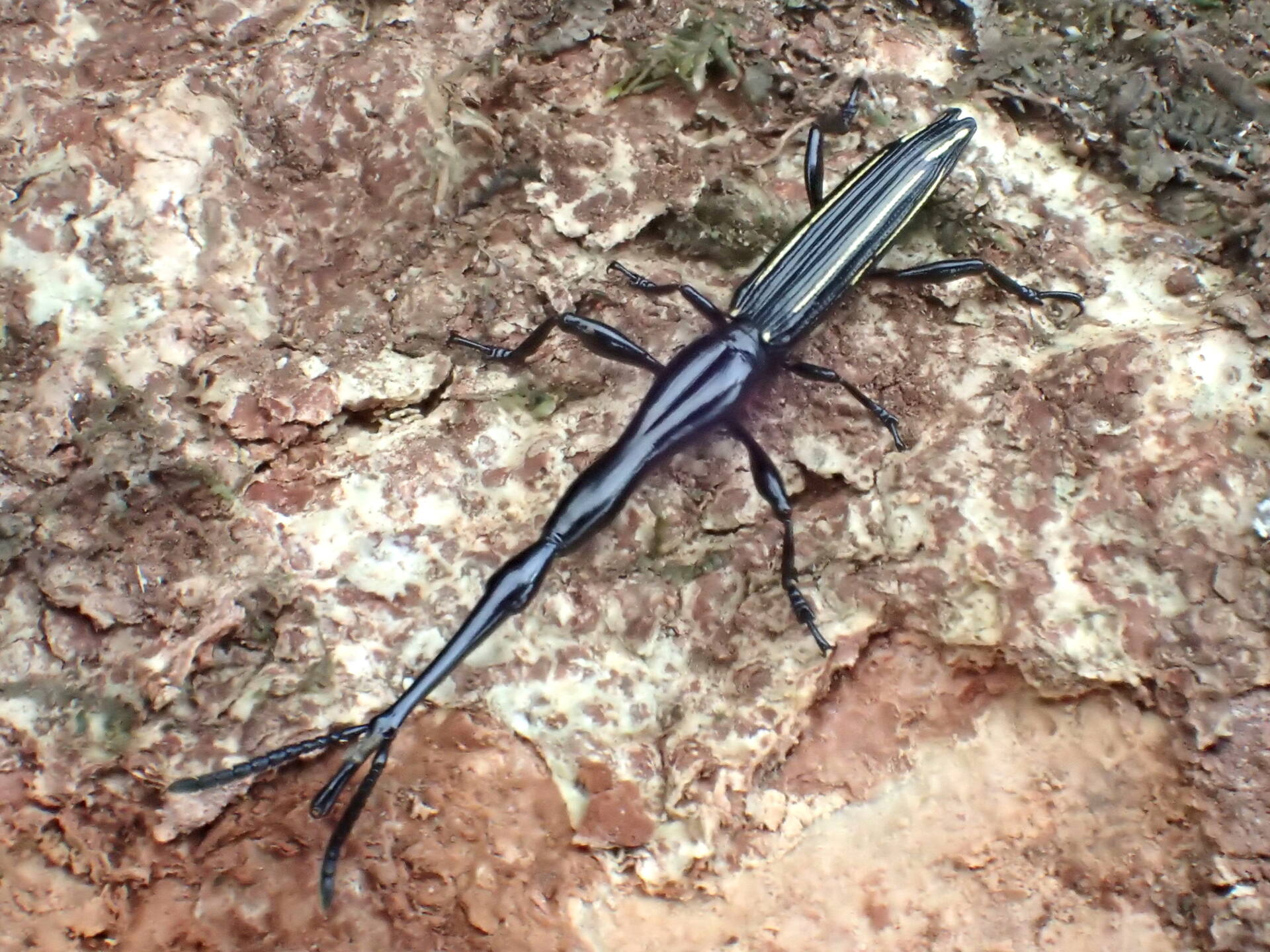 タイタンオオウスバカミキリ 14cm UP ブラジル産 タイタンオオウスバ