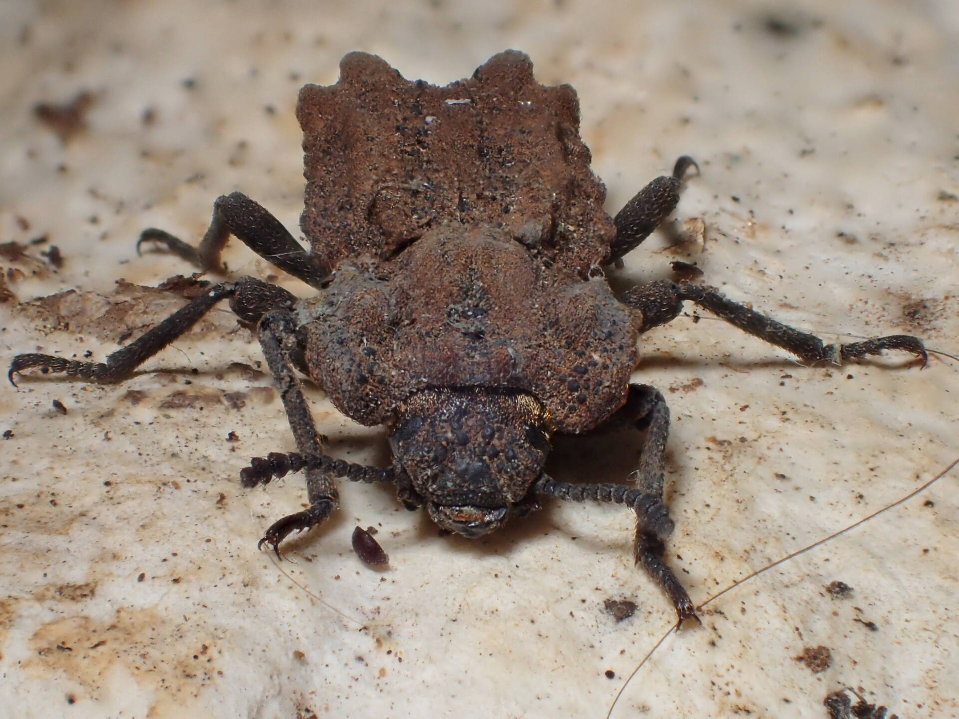 オーストラリア産 珍品 アトコブゴミムシダマシ オーストラリア産珍品