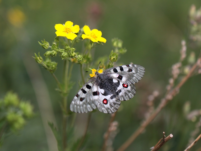 モンゴルのオオアカボシウスバシロチョウ