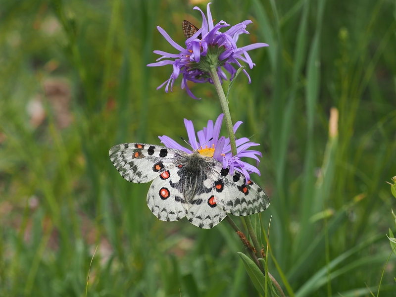 モンゴルのオオアカボシウスバシロチョウ