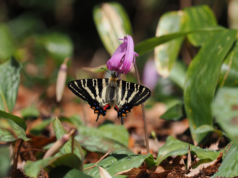 福井県福井市 ギフチョウ