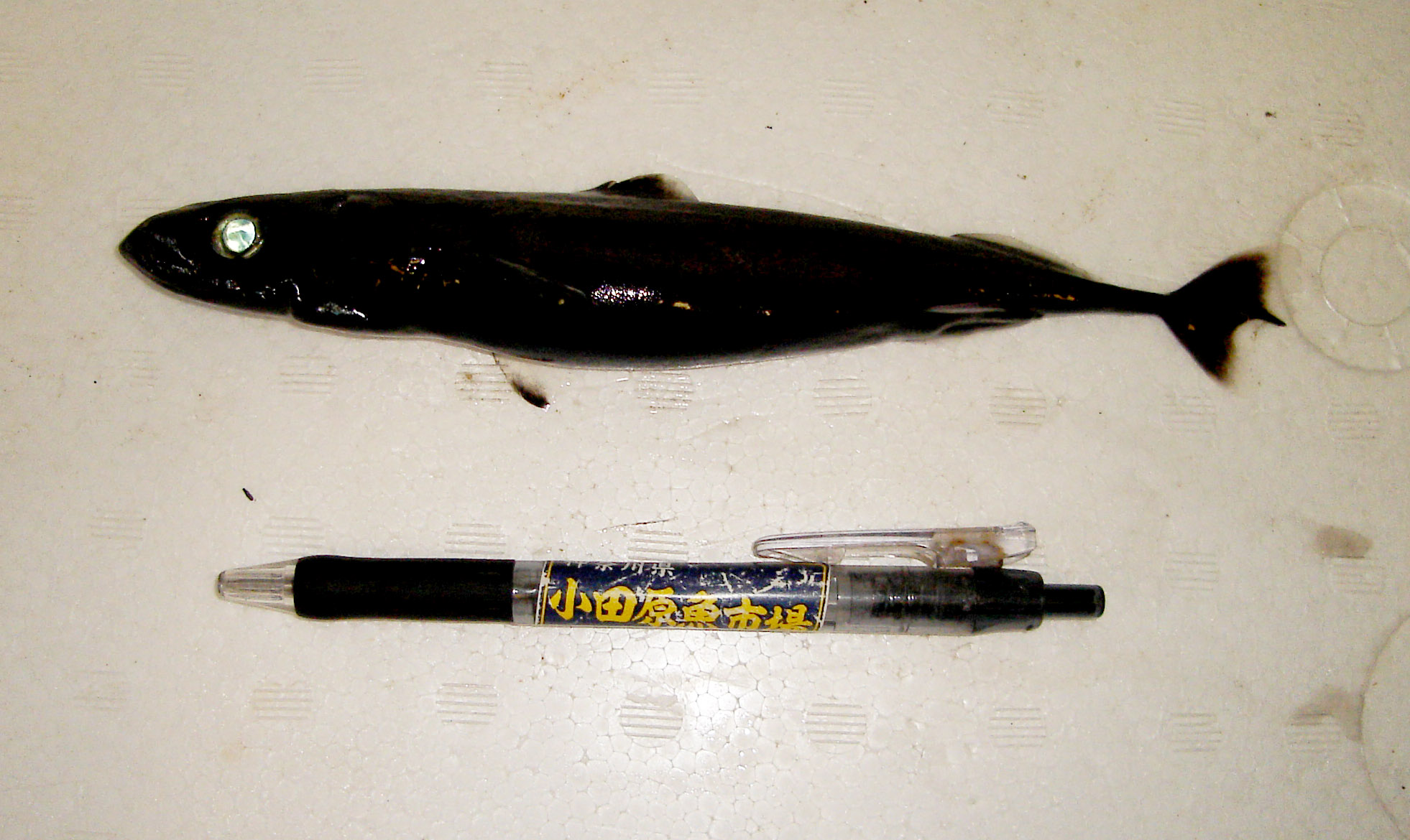 超希少・深海標本】 世界最小のサメ ツラナガコビトザメ液浸標本(2