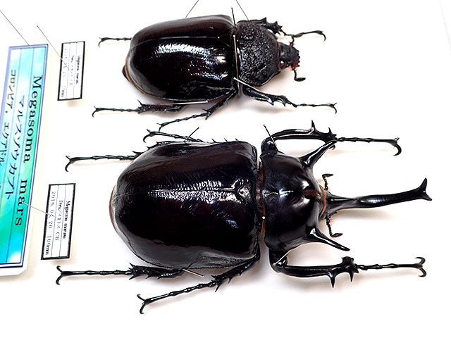大型マルスゾウカブト標本（飼育品） マルスゾウカブト 壁掛け標本