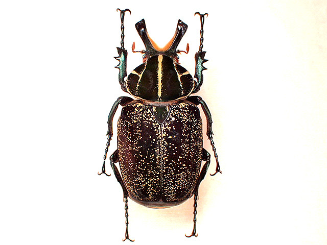 ☆セール！貴重！インカツノコガネ♂53mm標本☆ - INSECT ULTIMA