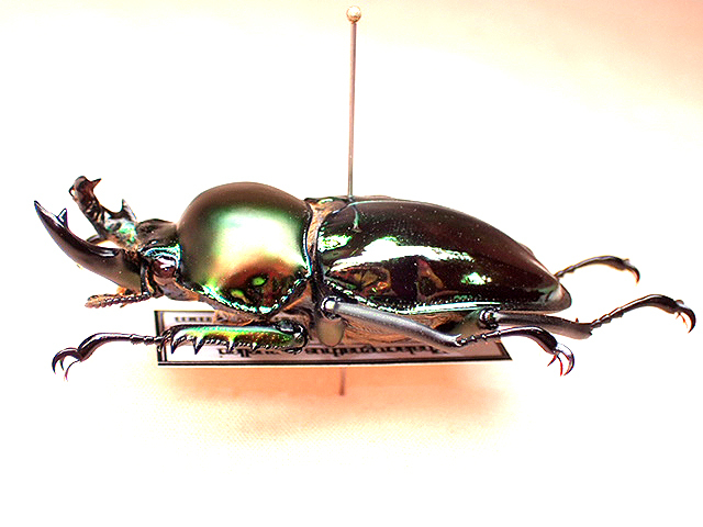 ブル−！※貴重種※極太短歯ニジイロクワガタ♂野外標本 ブル−！※貴重種