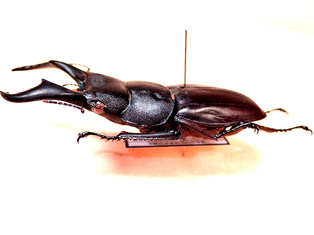 ☆セール！西表島産／赤翅系サキシマヒラタクワガタ♂66mm標本