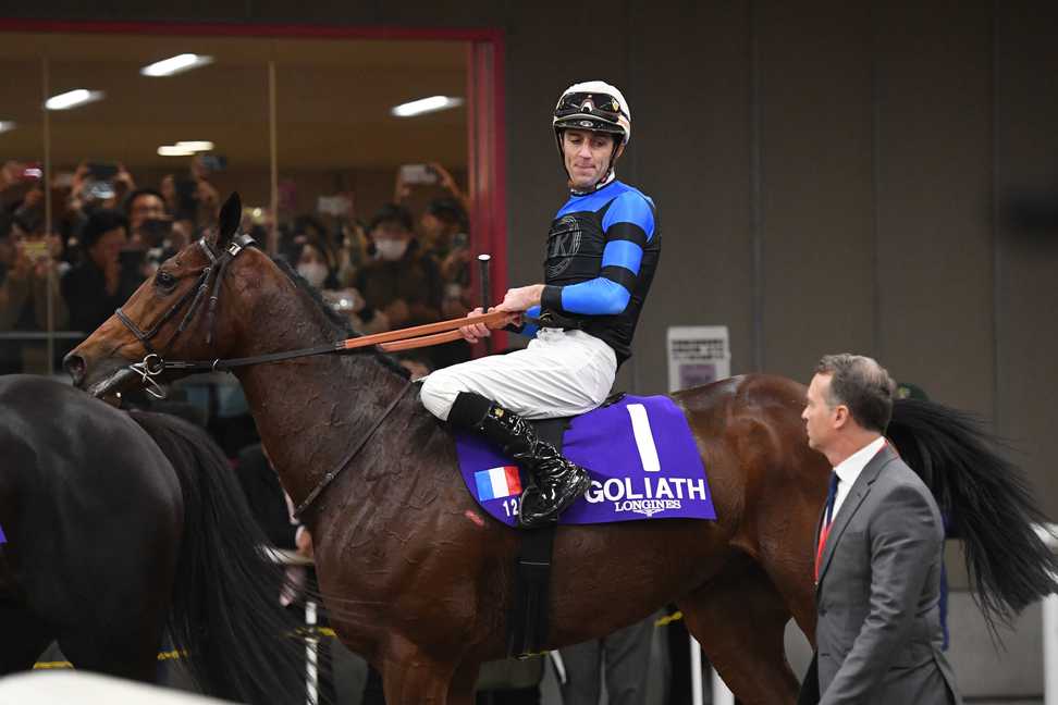 ドウデュース 2024 ジャパンカップ 出走馬ミニゼッケン 【公式通販】