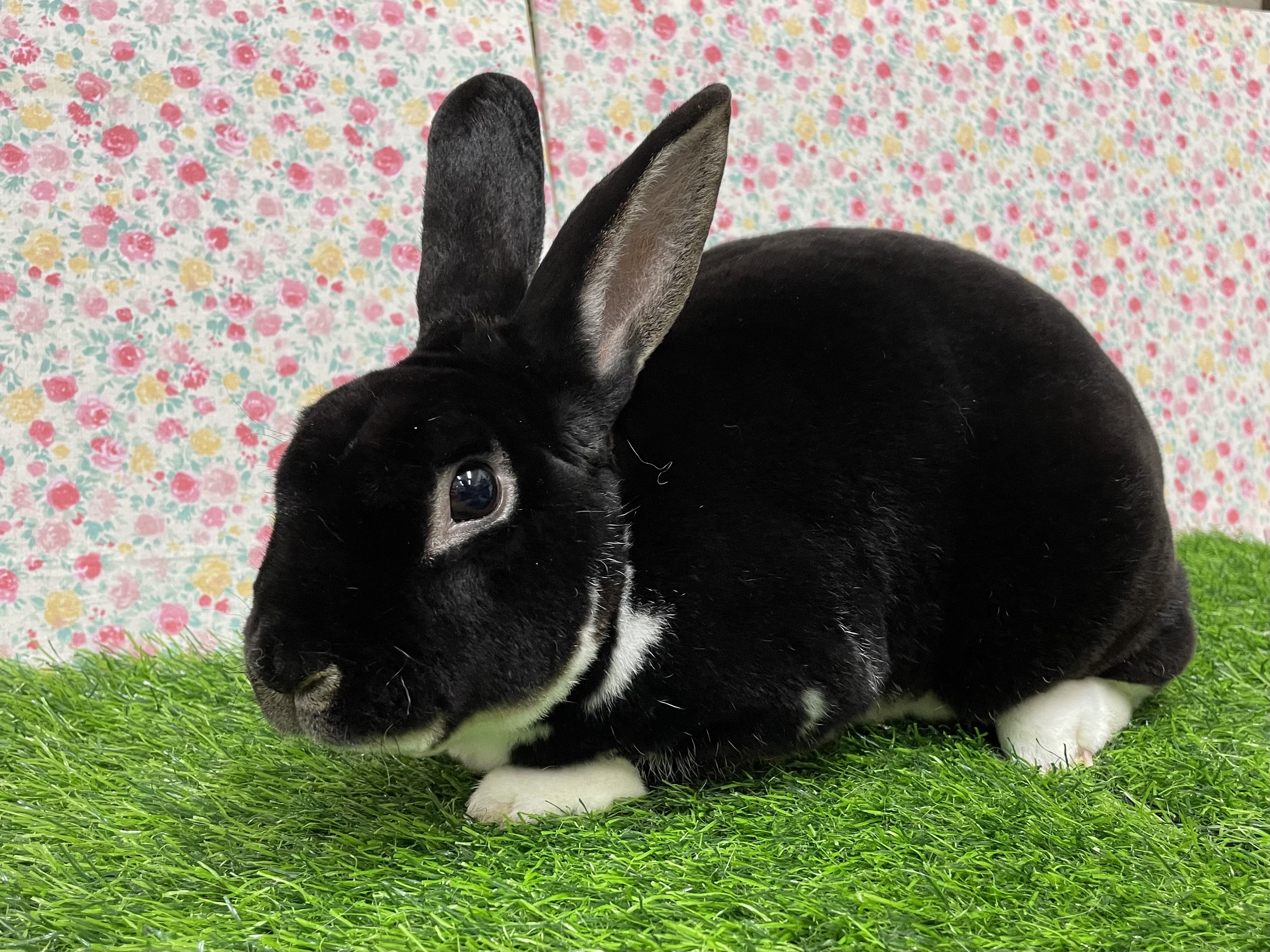 ミニレッキスHD878 | うさぎの都