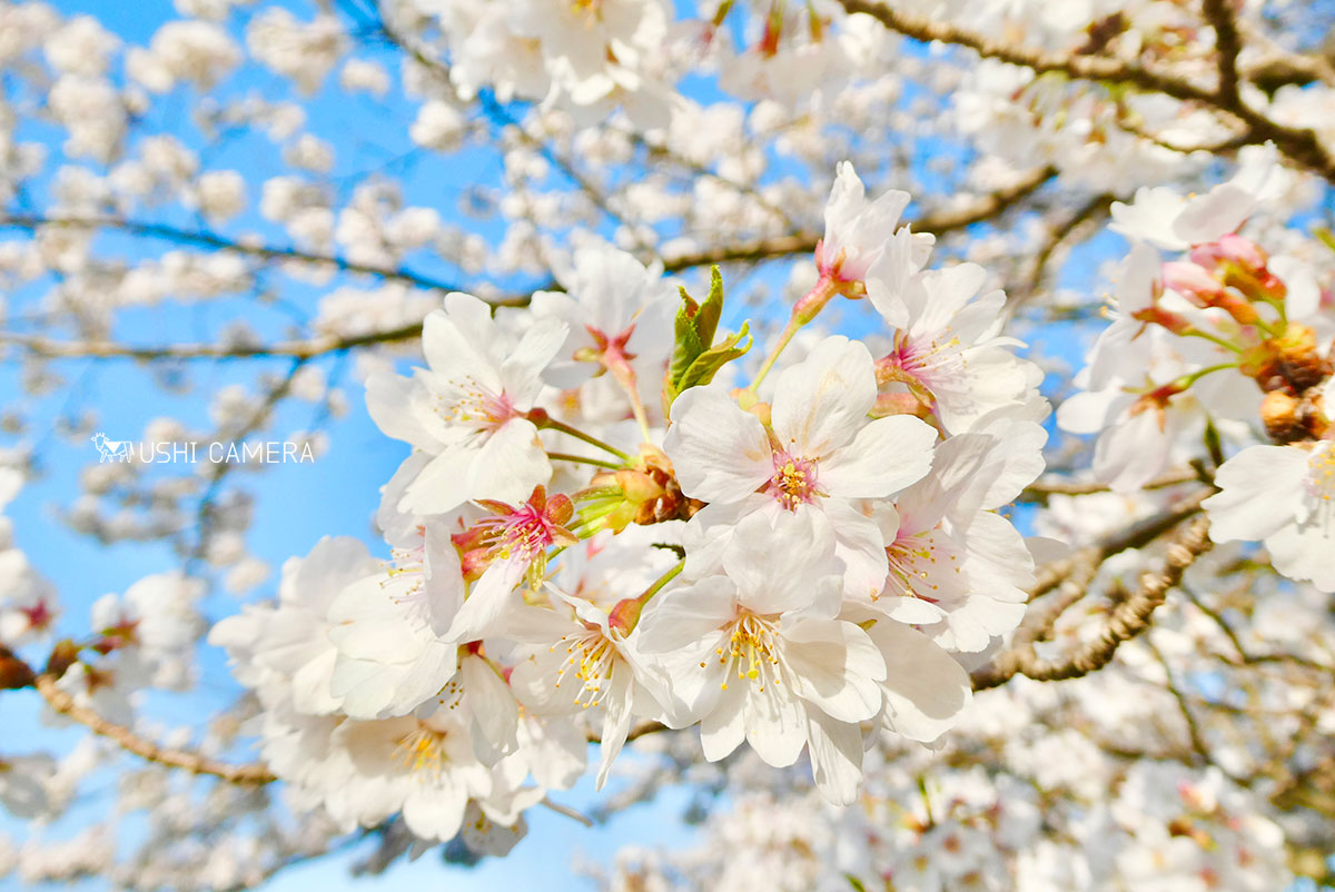 桜｜LUMIX TZ99 - USHICAMERA