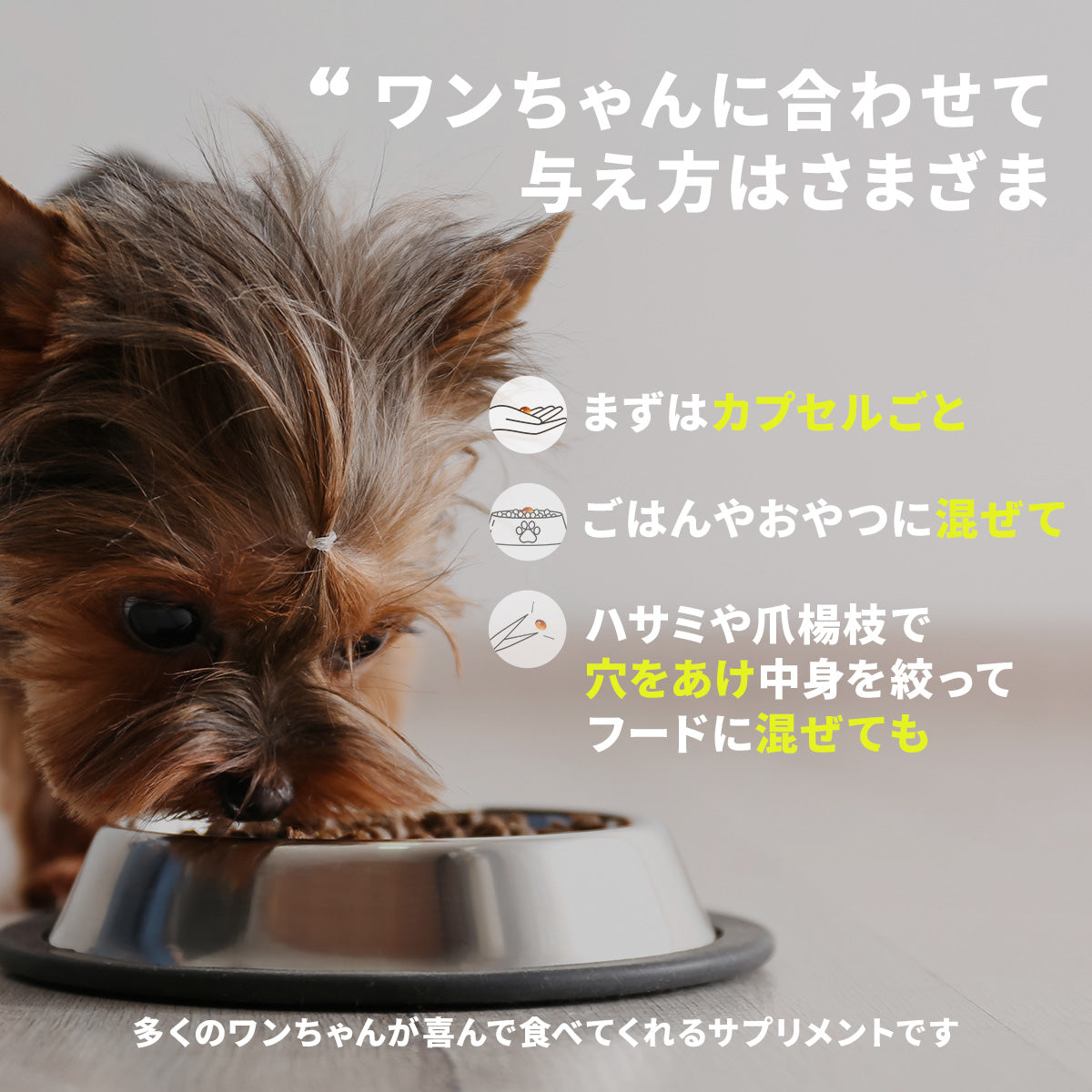 犬のサプリメント【アンチノール プラス】– ベッツペッツ公式サイト
