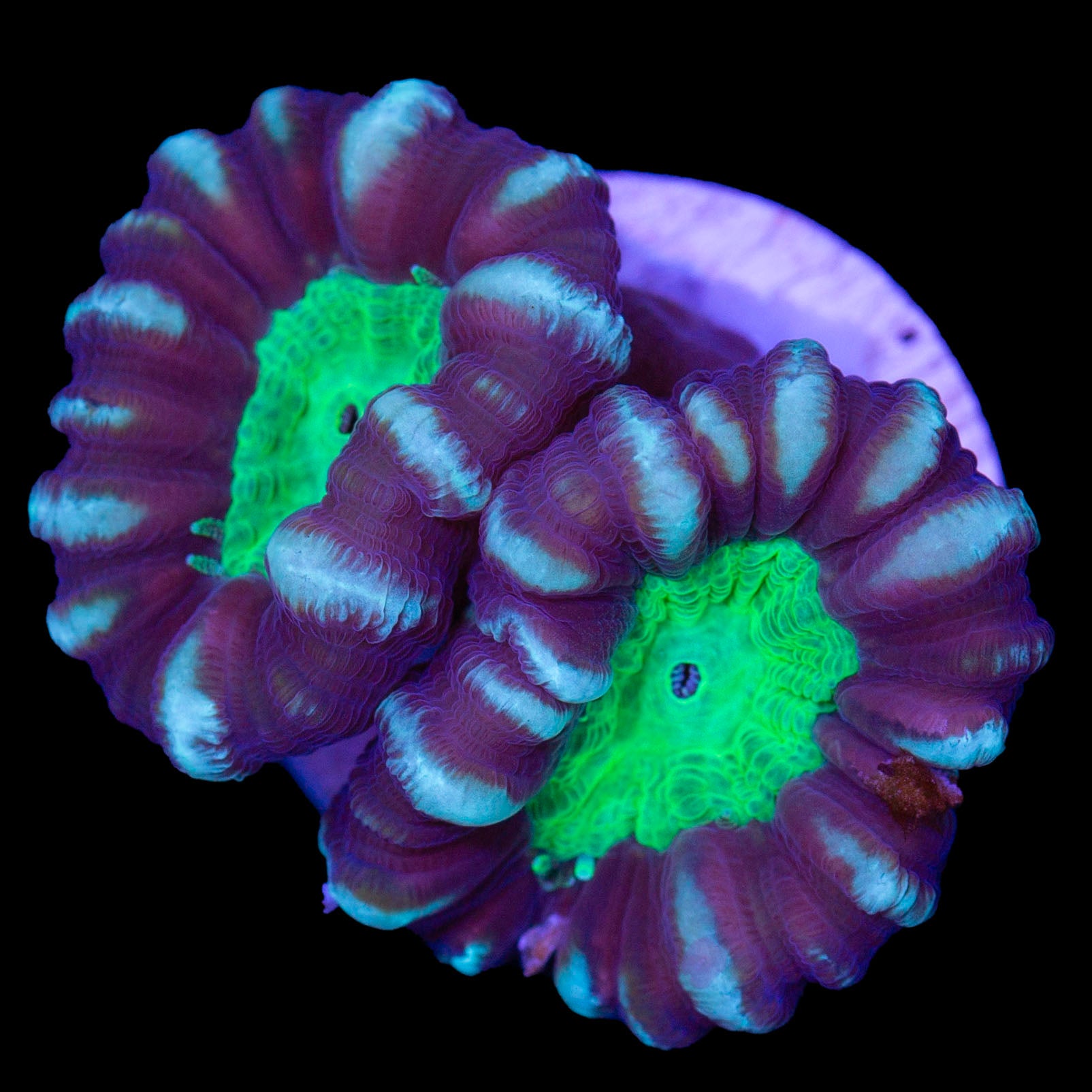 Vivid's Green Eye Candy Cane Coral | Buy Live Coral for Sale