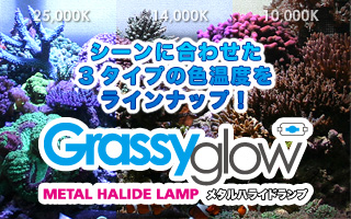 メタルハライドランプ Grass grow – ボルクスジャパン
