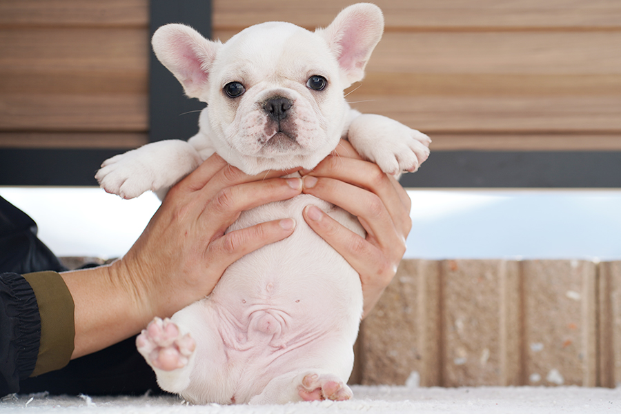 FR20231202mc3【フレンチブルドッグ】詳細｜WANLINE