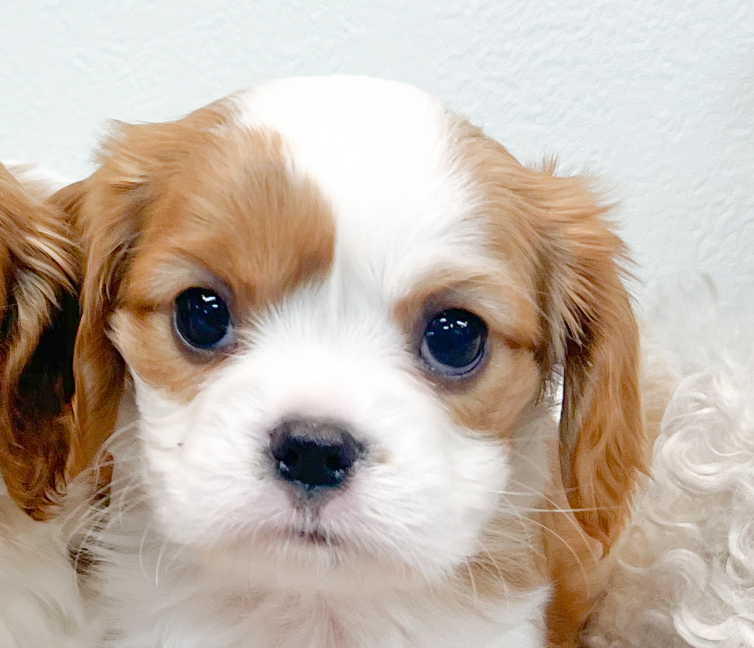 わんにゃん通り生まれ - ブリーダーが運営するペットショップ【わん