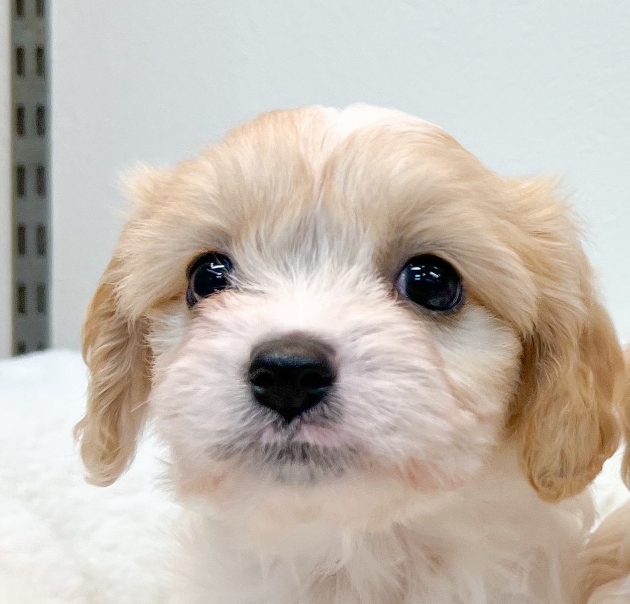 わんにゃん通り生まれ - ブリーダーが運営するペットショップ【わん