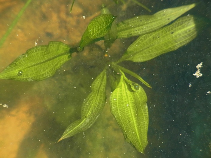 ヒルムシロ科交雑種